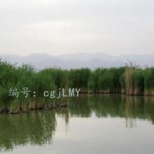 ʵʩ